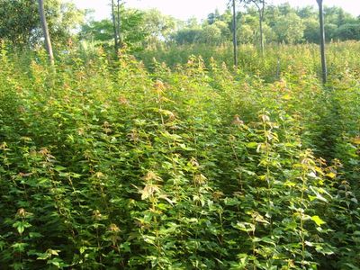 三角楓小苗苗木