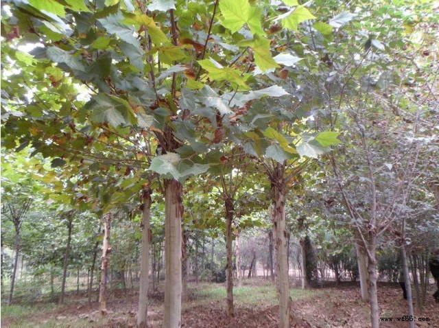 供應綠化苗木 喬木類 青桐 桐麻 梧桐樹 規(guī)格齊全 量大優(yōu)惠圖片_5