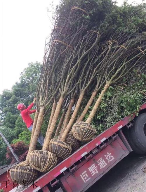 浙江紫薇產(chǎn)地 紅火箭紫薇新品種金華千喜苗木供應商