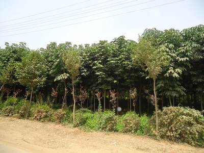 哪里有七葉樹苗木批發(fā)?