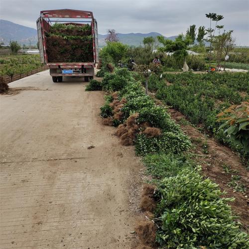冬青苗基地,冬青基地在哪_綠化苗木_--西北苗木網(wǎng)
