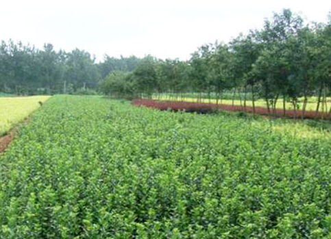 浙江地區適合種植果桑 苗木 竹子 山核桃 板栗嗎