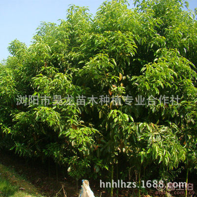 【湖南廠家供應(yīng)香樟苗木常綠性香樟樹苗木量大從優(yōu)】瀏陽市昊龍苗木種植專業(yè)合作社