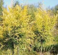 千頭椿,國槐等喬木基地苗木花卉基地網(wǎng)