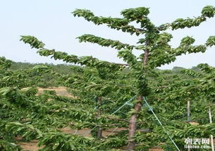 圖 四川重慶薩米脫車?yán)遄訕涿?成都產(chǎn)品供應(yīng)加工