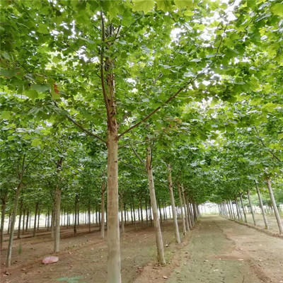 法桐基地 28公分法桐價(jià)格 9公分法桐價(jià)格