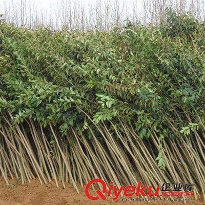 綠化工程苗木 大葉女貞樹苗 綠化小苗高桿女貞苗學(xué)校工廠單位綠化-灌南縣大平原花木專業(yè)合作社提供綠化工程苗木 大葉女貞樹苗 綠化小苗高桿女貞苗學(xué)校工廠單位綠化的相關(guān)介紹、產(chǎn)品、服務(wù)、圖片、價(jià)格灌南縣大平原花木專業(yè)合作社、大葉女貞;國槐;欒樹;紅葉石楠;金森女貞;無刺構(gòu)骨;竹柳;紫薇;紫葉李;鮮切花;蜀檜