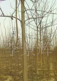 綠化苗木梧桐,法國梧桐_農(nóng)副產(chǎn)品_世界工廠網(wǎng)中國產(chǎn)品信息庫