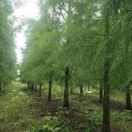 池杉基地報(bào)價(jià)_苗木產(chǎn)品圖片