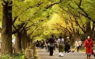 綠城集團(tuán)園林軟景苗木圖譜,非常全面,值得借鑒 收藏