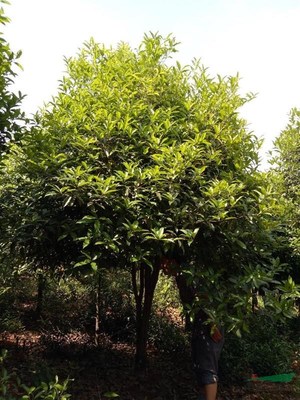 咸寧萬(wàn)桂桂花苗木種植專業(yè)合作社