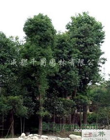 供應(yīng)香樟苗木米徑15 30公分