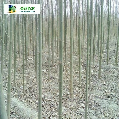 淮南速生柳遂寧速生柳煙臺(tái)速生柳_河北保定博野金澤綠化苗木基地_商國(guó)互聯(lián)網(wǎng)