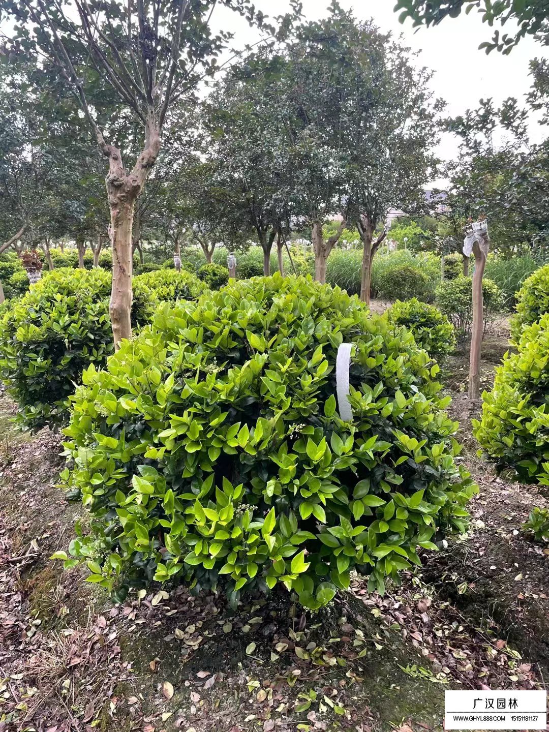 沭陽(yáng)金森女貞球-供應(yīng)信息-綠化苗木_苗木批發(fā)_沭陽(yáng)縣廣漢園林苗木場(chǎng)