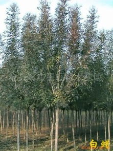 滄縣國(guó)旺苗木基地