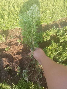 綠化苗木灌木,芳青花卉苗 在線咨詢 ,綠化苗木