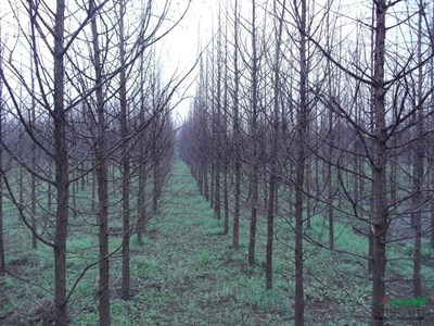 沭陽(yáng)縣綠庭園林苗木場(chǎng)