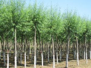 高接金葉槐價(jià)格_河北省保定綠源苗圃場(chǎng)出售各種物美價(jià)廉實(shí)惠的苗木產(chǎn)品_河北保定市.