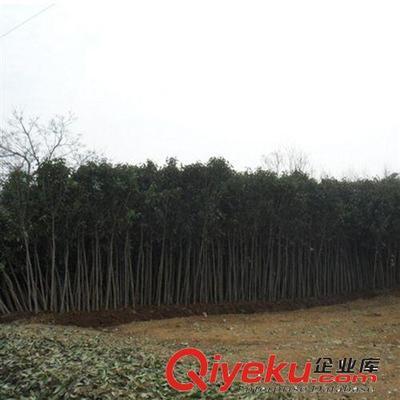 【大平原花木】供應(yīng)高桿女貞苗木金葉女貞球金葉女貞價(jià)格批發(fā)樹(shù)苗圖片|【大平原花木】供應(yīng)高桿女貞苗木金葉女貞球金葉女貞價(jià)格批發(fā)樹(shù)苗產(chǎn)品圖片由灌南縣大平原花木專業(yè)合作社公司生產(chǎn)提供-