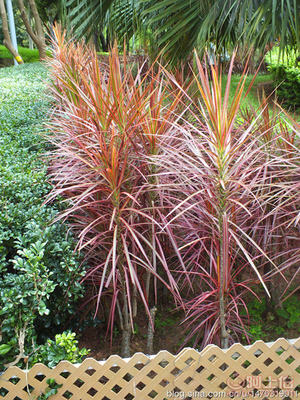 【室內(nèi)綠化觀賞植物馬尾鐵、自產(chǎn)自銷】綠化苗木,價(jià)格,廠家,供應(yīng)商,花木,龍海市東泗興輝園藝場(chǎng) - 產(chǎn)品庫(kù)