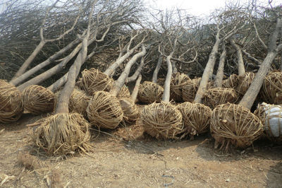 河北國(guó)槐樹(shù)國(guó)槐價(jià)格-城鎮(zhèn)綠化-供應(yīng)-山東盈通苗木基地-一畝田農(nóng)產(chǎn)品商務(wù)平臺(tái)