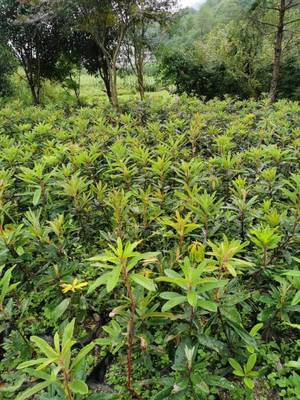 云皓高山杜鵑樹(shù)苗基地 信都苗木
