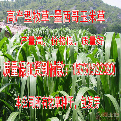【牧草種子批發(fā)菊苣種子廠家直銷(xiāo)量大優(yōu)惠高丹草包發(fā)芽】沭陽(yáng)學(xué)浩苗木場(chǎng) - 產(chǎn)品庫(kù)