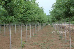 地徑3公分美國(guó)紅楓秋火焰奧潤(rùn)苗木精品樹(shù)苗美國(guó)紅楓秋火焰一級(jí)樹(shù)苗圖片