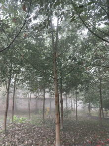 【香樟樹(shù)綠化苗木,大葉香樟樹(shù)供應(yīng),行道樹(shù)】- 