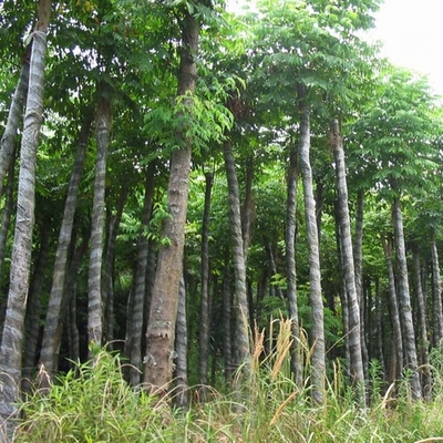 桂花樹(shù)02-文竹苗木