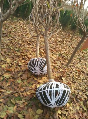 【泰安低價供應垂絲海棠海棠價格綠化苗基地有苗廠家直銷】泰安市泰山區青聯苗木種植農民專業合作社 - 產品庫