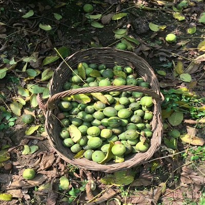 【晉香核桃苗新品種,晉龍核桃苗銷售廠家】泰安高新區旺運苗木中心 - 產品庫