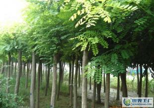 供應歡迎加盟滄縣國旺苗木基地_二手設備轉讓_世界工廠網中國產品信息庫