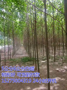 鄆城縣明順苗木基地