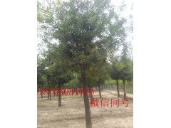 8公分國槐價格 供應產品 綠錦天下苗木