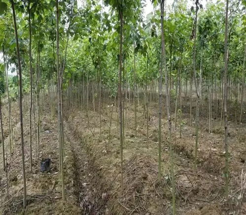 生態苗木即將c位出道,朋友可以行動起來了