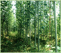 蜀快||河北省定州萬畝苗木基地總場(chǎng)|農(nóng)業(yè)產(chǎn)品網(wǎng)店|特色農(nóng)產(chǎn)品大超市|中國農(nóng)業(yè)網(wǎng)