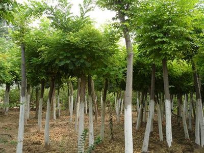 山東優(yōu)質(zhì)速生國槐供應(yīng)商:速生國槐苗價(jià)格-山東省萊蕪市田生苗木專業(yè)合作社提供山東優(yōu)質(zhì)速生國槐供應(yīng)商:速生國槐苗價(jià)格的相關(guān)介紹、產(chǎn)品、服務(wù)、圖片、價(jià)格12公分速生法桐樹、泰安櫻花樹小苗、速生法桐樹基地、雪松小苗價(jià)格、龍柱碧桃苗批發(fā)、山東造型國槐樹、