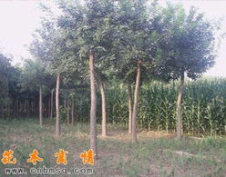 山東華方苗木長期供應國槐 櫻花