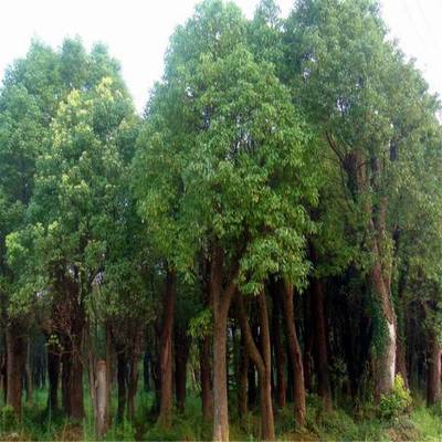 叢生香樟園林植物移栽 香樟樹多頭 基地批發
