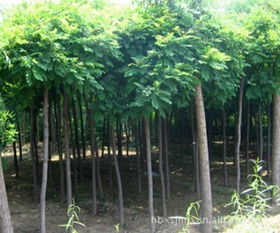 供應8公分香花槐苗木,價格,廠家