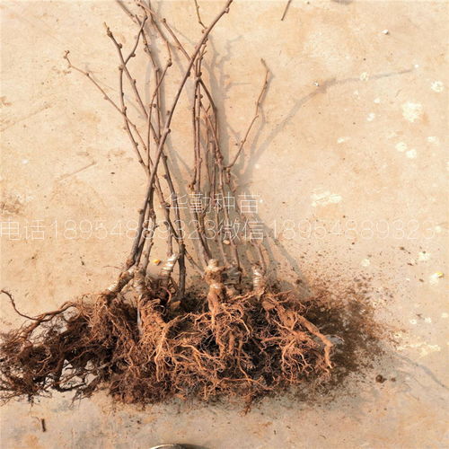 【紅心獼猴桃苗適應的海拔是多少米】- 