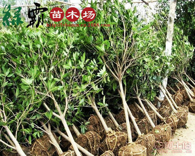 【基地大量供應(yīng)精品桂花樹(shù)苗丹桂金桂規(guī)格齊全枝繁葉茂葉面光亮】沭陽(yáng)縣新河鎮(zhèn)新槐居委會(huì)綠霸苗木場(chǎng) - 產(chǎn)品庫(kù)
