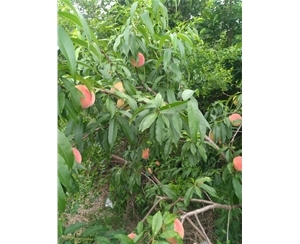 黃麻袋片產品圖片|圖片大全|圖片庫