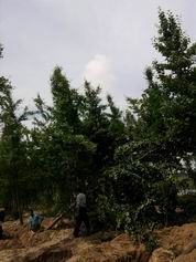 供應大量出售銀杏苗木 銀杏苗木批發_農副產品_世界工廠網中國產品信息庫