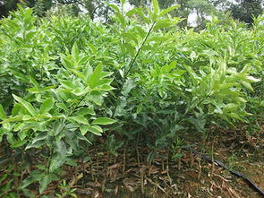 資陽金桔新品種 哪里能買到優(yōu)惠的金桔苗