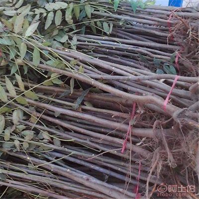 【山東香椿樹優質香椿樹批發山東紅油香椿樹基地批發果樹木】泰安開發區千睿苗木中心 - 產品庫