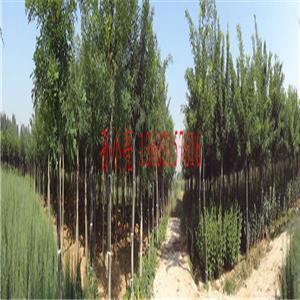 唐山苗木基地官方-唐山苗木基地企業內部展示相冊-圖片-產品圖片。