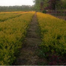 蘭州藍(lán)森苗木種植中心 供應(yīng)產(chǎn)品