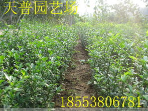 山東枸橘苗1 3年 量大批發(fā)價格 廠家 圖片